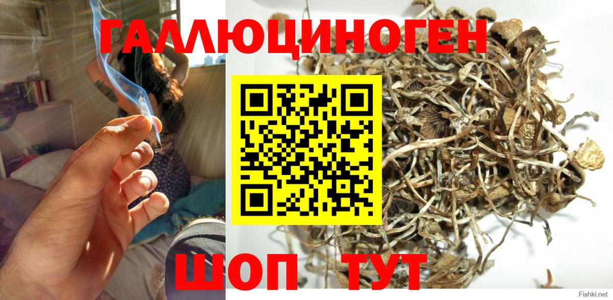 Галлюциногенные грибы Psilocybe Пятигорск